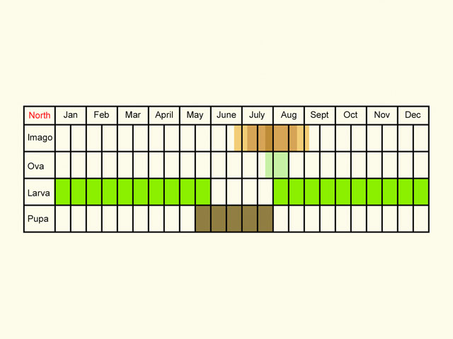  Life stages table Copyright Martin Evans 