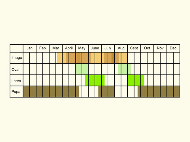  Life stages table Copyright Martin Evans 