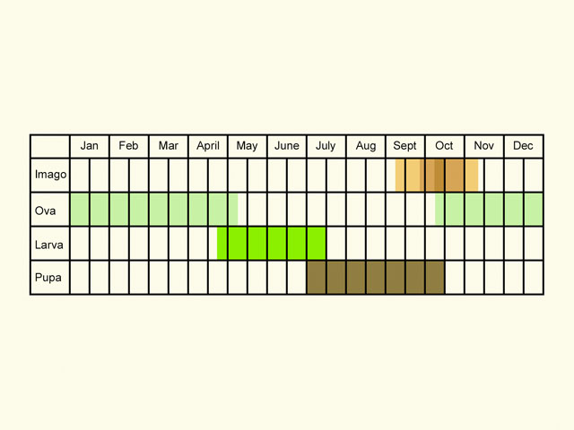  Life stages table Copyright Martin Evans 