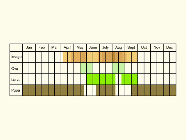  Life stages table Copyright Martin Evans 