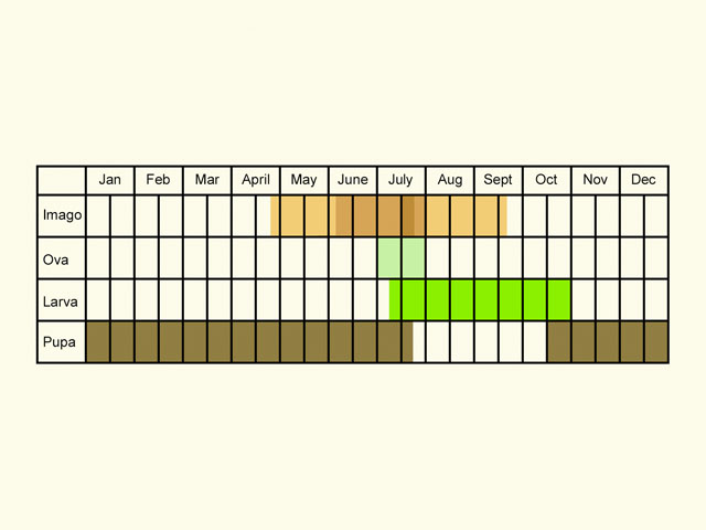  Life stages table Copyright Martin Evans 