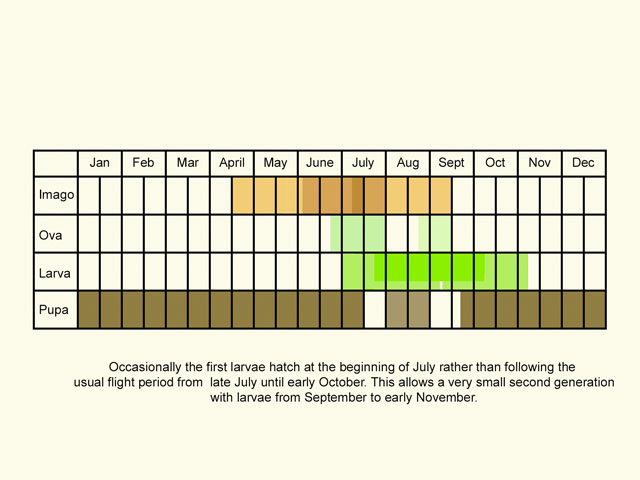  Life stages table Copyright Martin Evans 