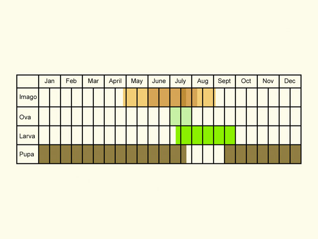  Life stages table Copyright Martin Evans 