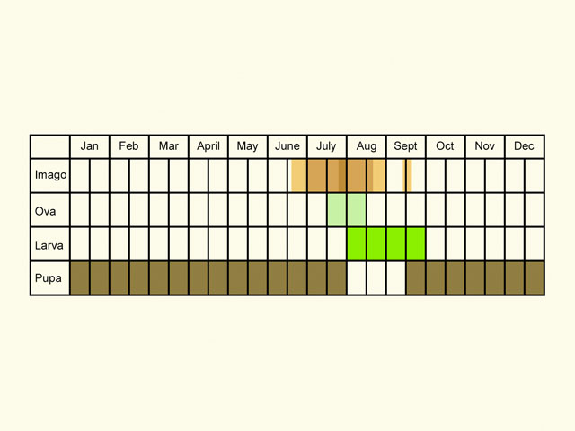  Life stages table Copyright Martin Evans 