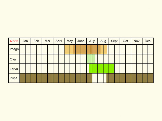  Life stages table Copyright Martin Evans 