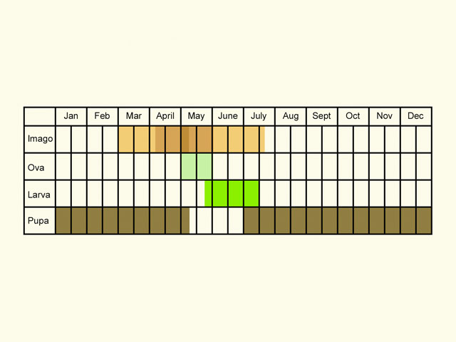  Life stages table Copyright Martin Evans 