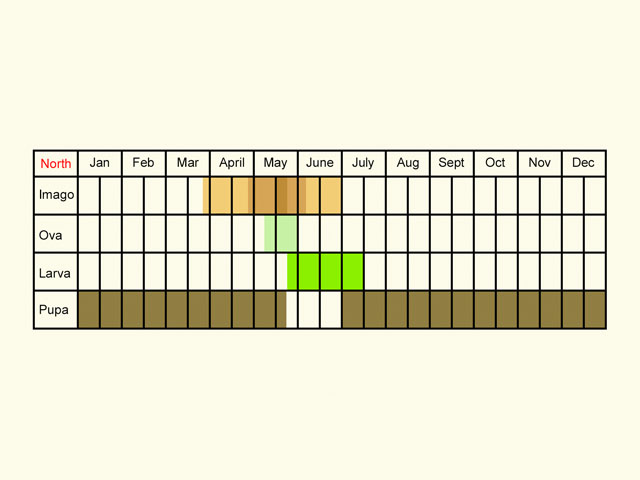  Life stages table Copyright Martin Evans 