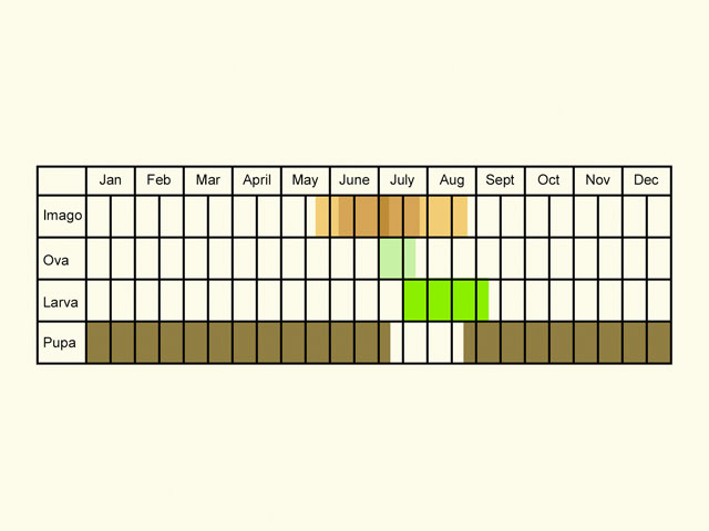  Life stages table Copyright Martin Evans 