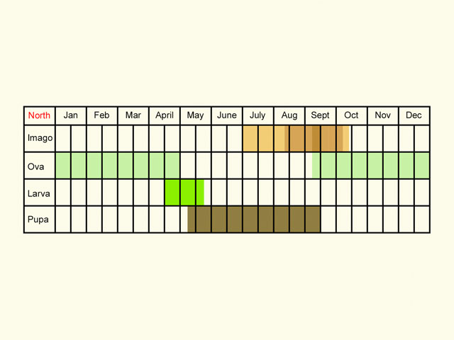  Life stages table Copyright Martin Evans 