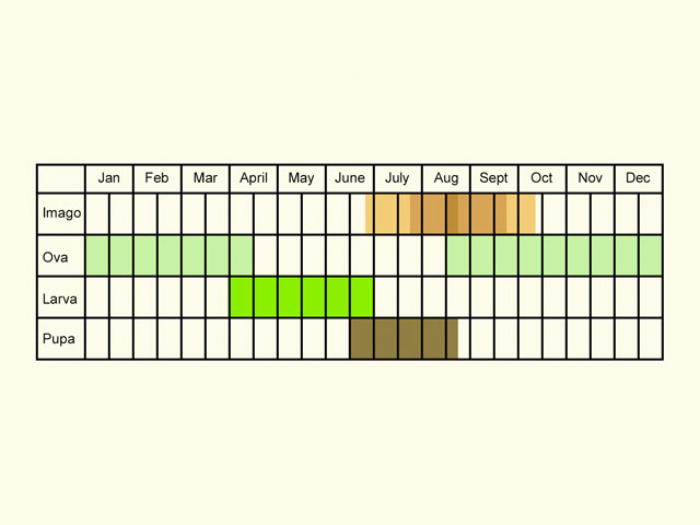  Life stages table Copyright Martin Evans 