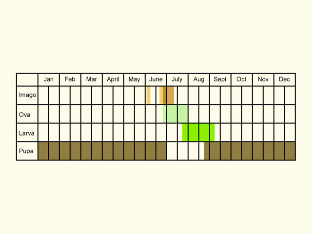  Life stages table Copyright Martin Evans 