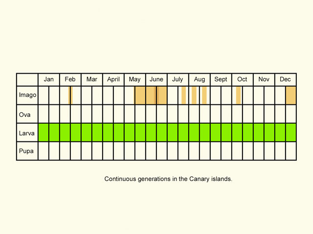  Life stages table Copyright Martin Evans 