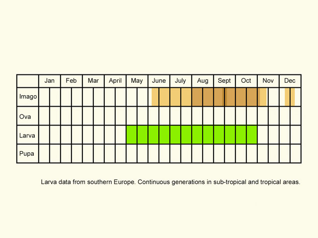  Life stages table Copyright Martin Evans 