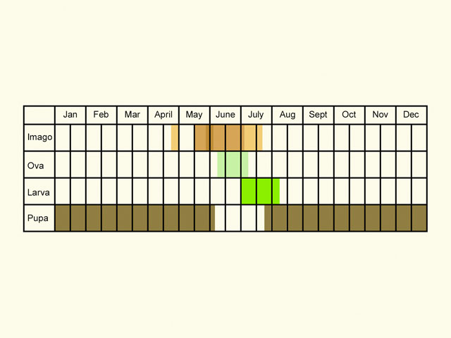  Life stages table Copyright Martin Evans 