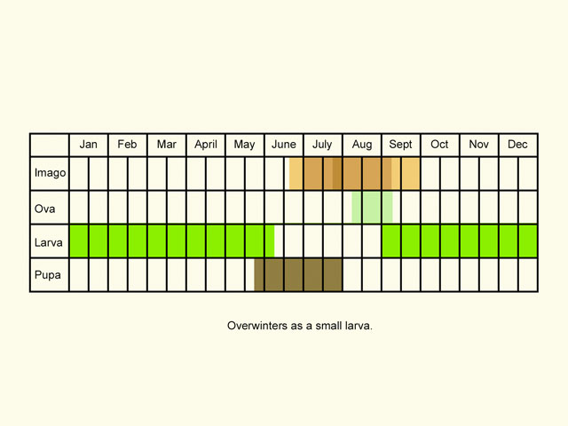  Life stages table Copyright Martin Evans 