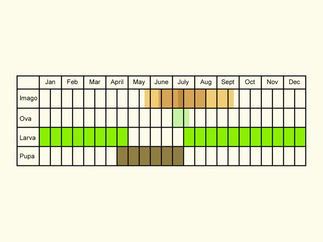  Life stages table Copyright Martin Evans 