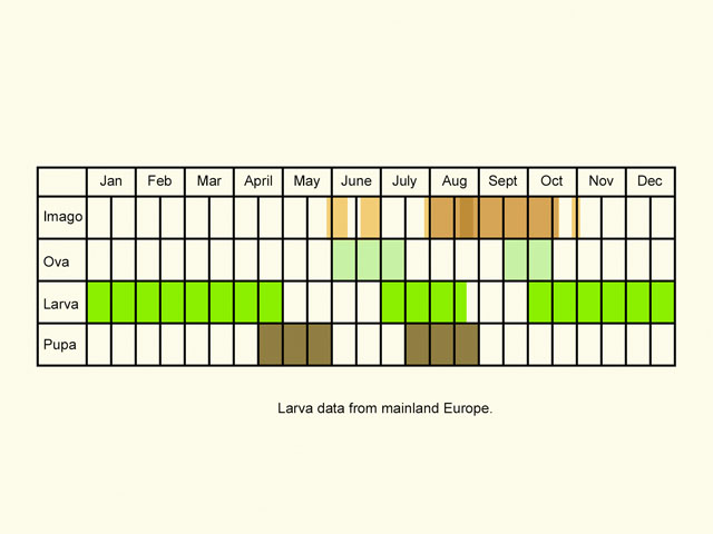  Life stages table Copyright Martin Evans 