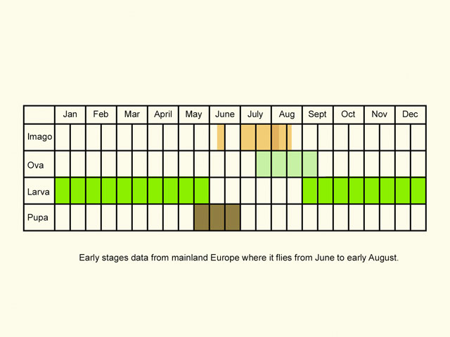  Life stages table Copyright Martin Evans 