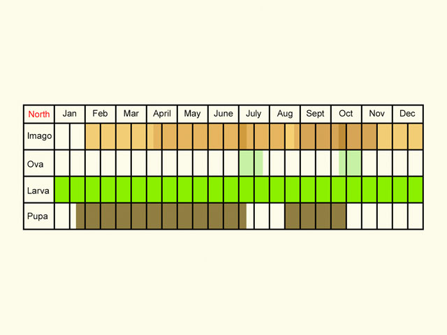  Life stages table Copyright Martin Evans 