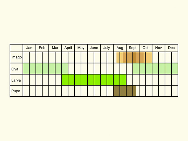  Life stages table Copyright Martin Evans 