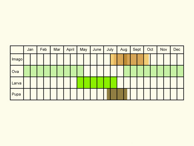  Life stages table Copyright Martin Evans 