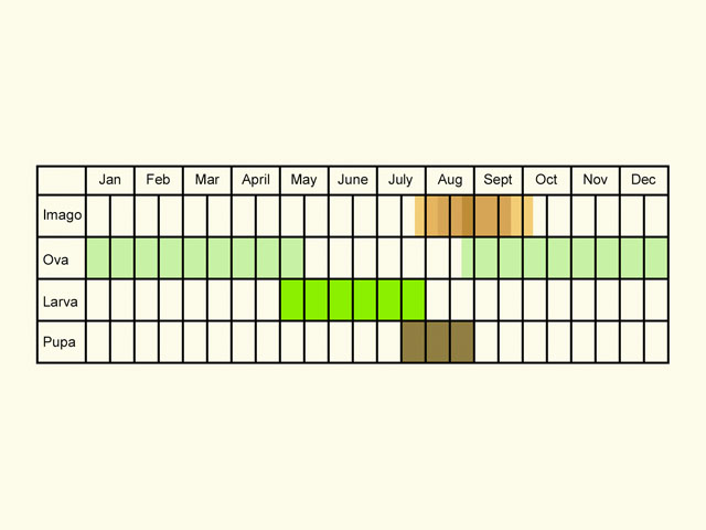  Life stages table Copyright Martin Evans 