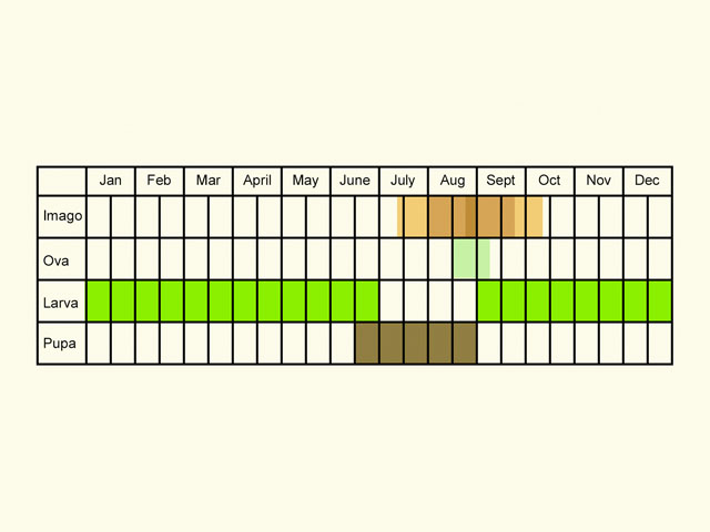  Life stages table Copyright Martin Evans 