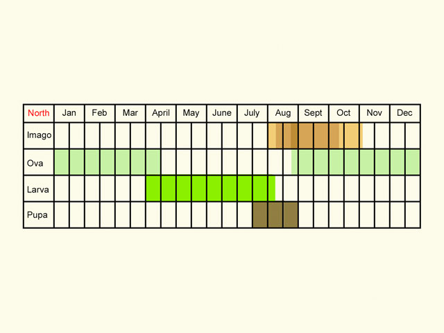  Life stages table Copyright Martin Evans 