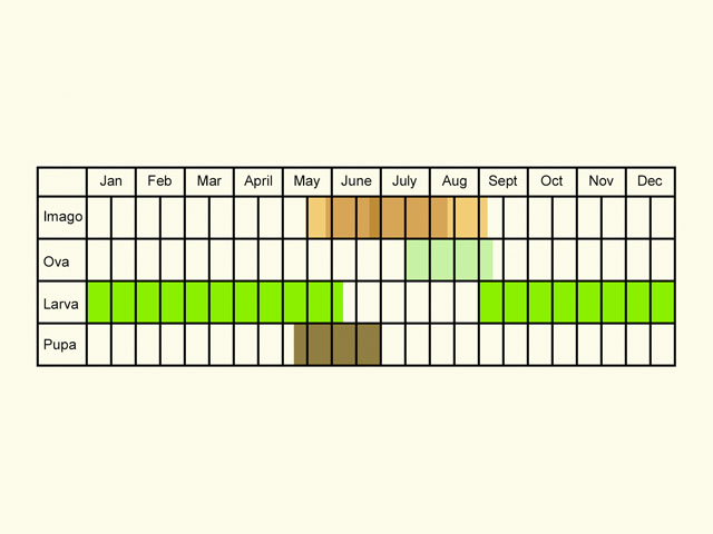  Life stages table Copyright Martin Evans 