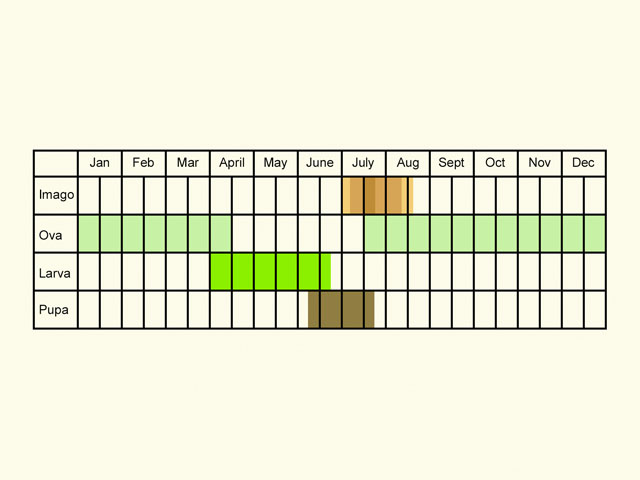  Life stages table Copyright Martin Evans 