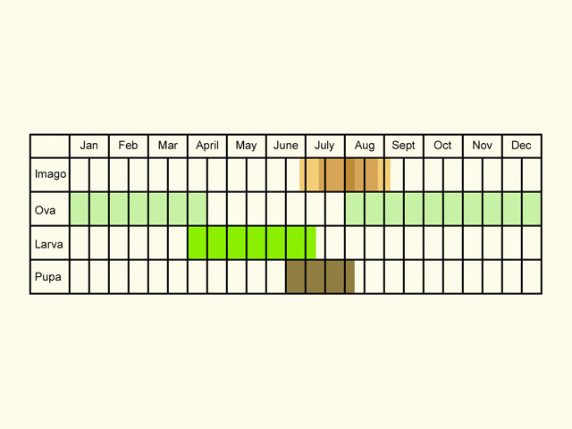  Life stages table Copyright Martin Evans 