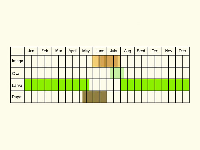  Life stages table Copyright Martin Evans 