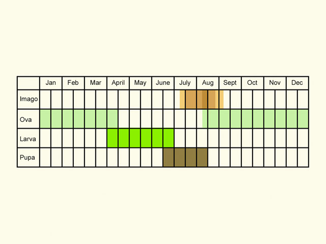  Life stages table Copyright Martin Evans 