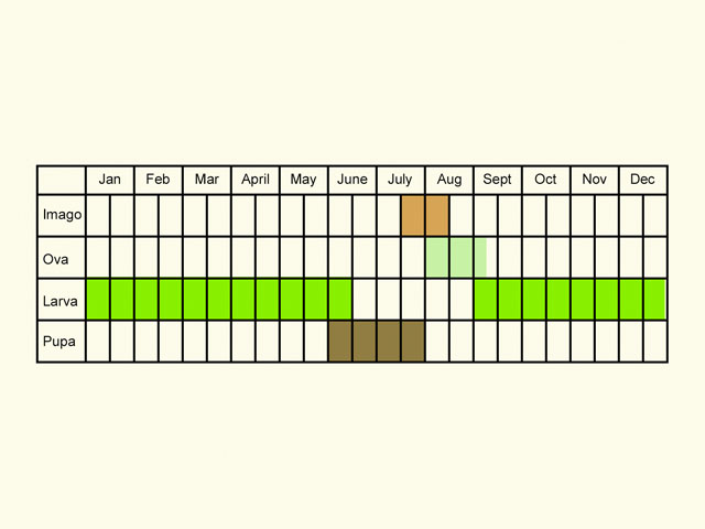  Life stages table Copyright Martin Evans 