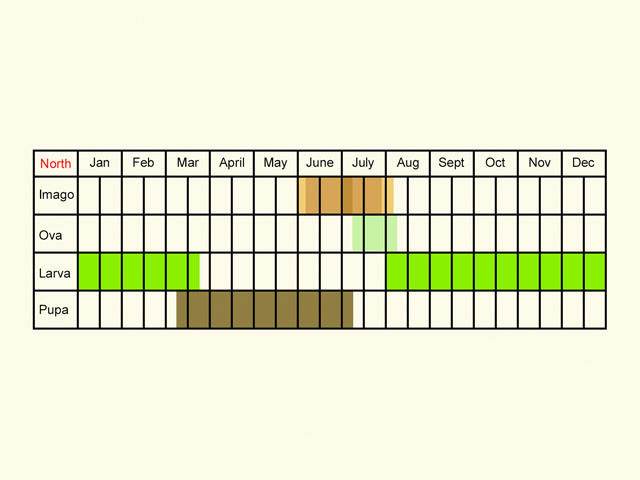  Life stages table Copyright Martin Evans 