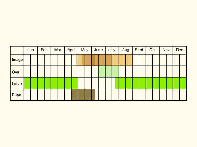  Life stages table Copyright Martin Evans 