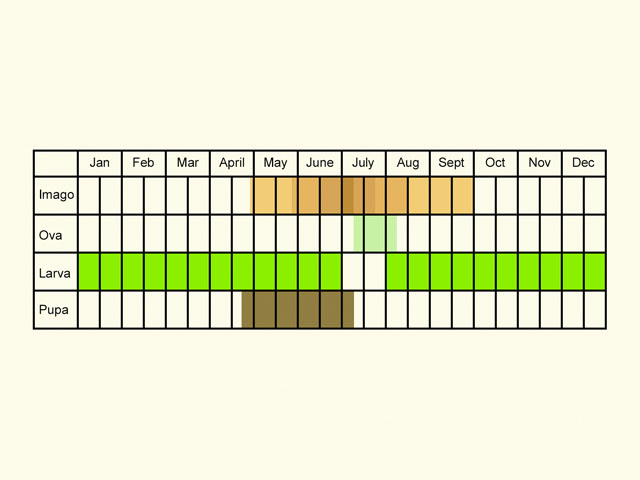  Life stages table Copyright Martin Evans 