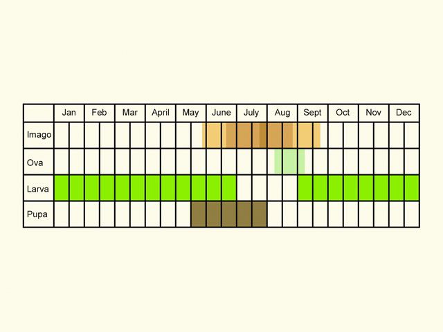  Life stages table Copyright Martin Evans 