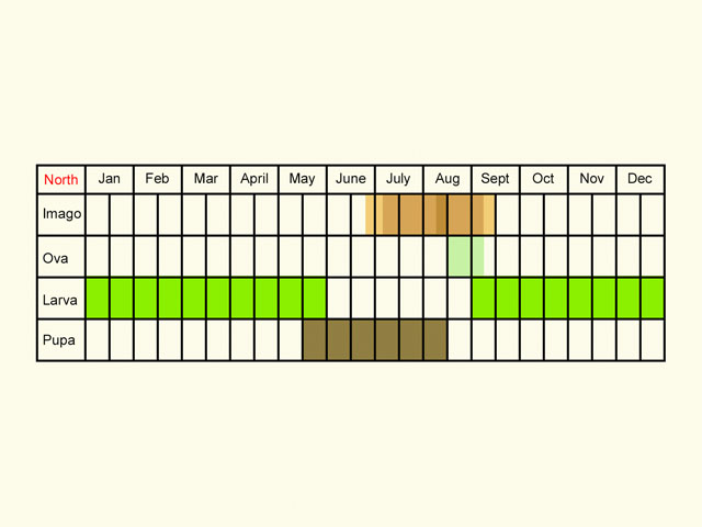  Life stages table Copyright Martin Evans 