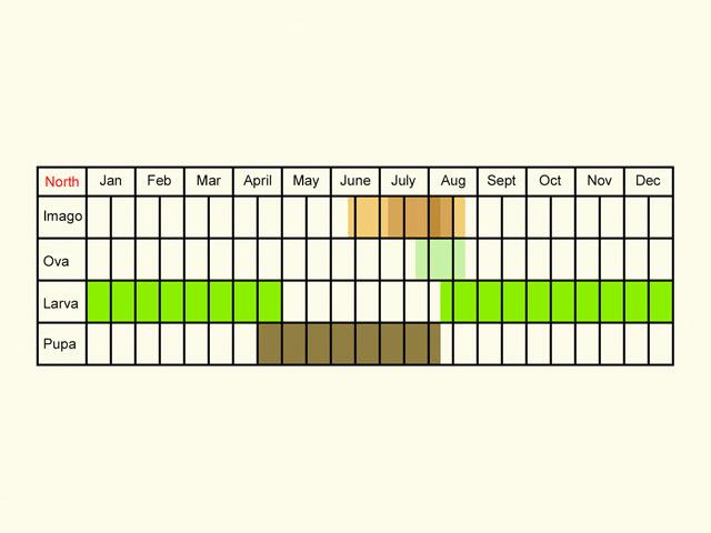  Life stages table Copyright Martin Evans 