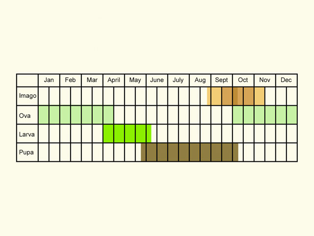  Life stages table Copyright Martin Evans 