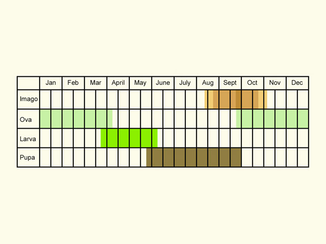  Life stages table Copyright Martin Evans 