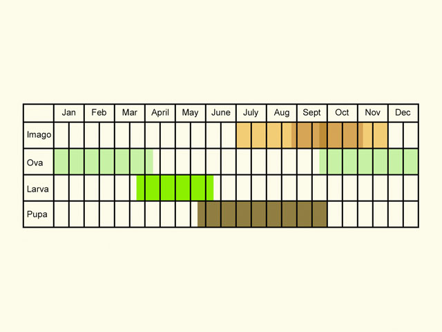  Life stages table Copyright Martin Evans 