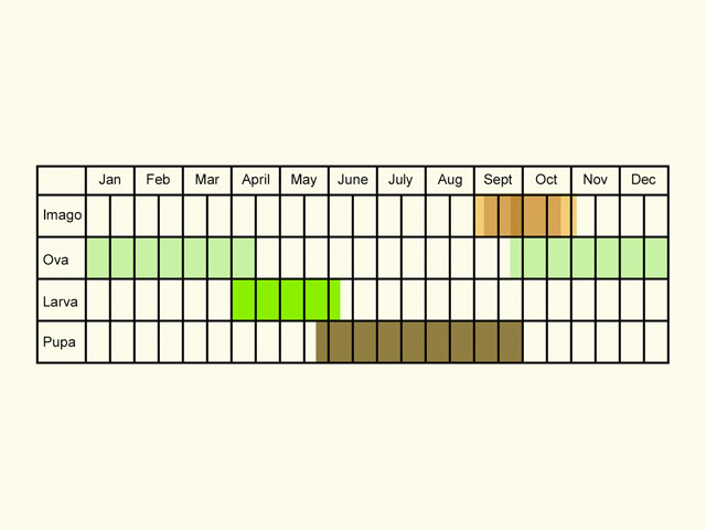  Life stages table Copyright Martin Evans 