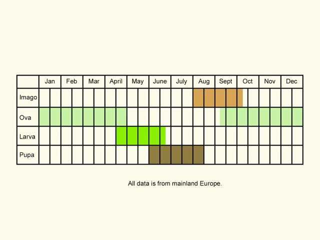  Life stages table Copyright Martin Evans 