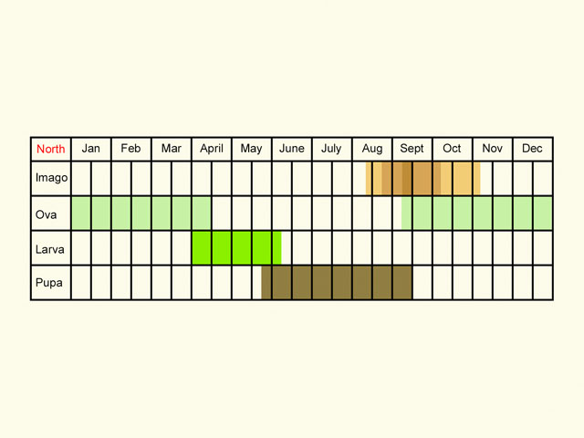  Life stages table Copyright Martin Evans 