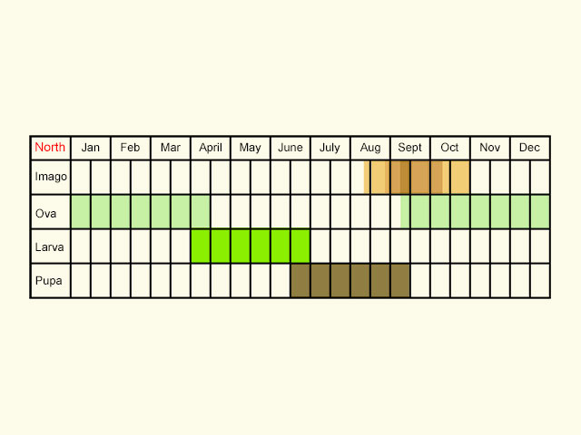  Life stages table Copyright Martin Evans 