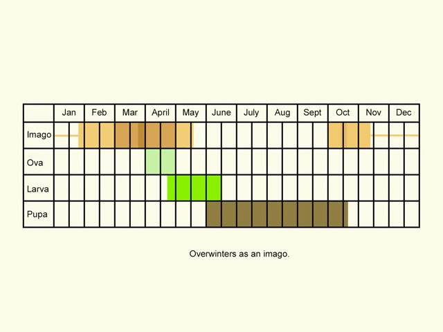  Life stages table Copyright Martin Evans 