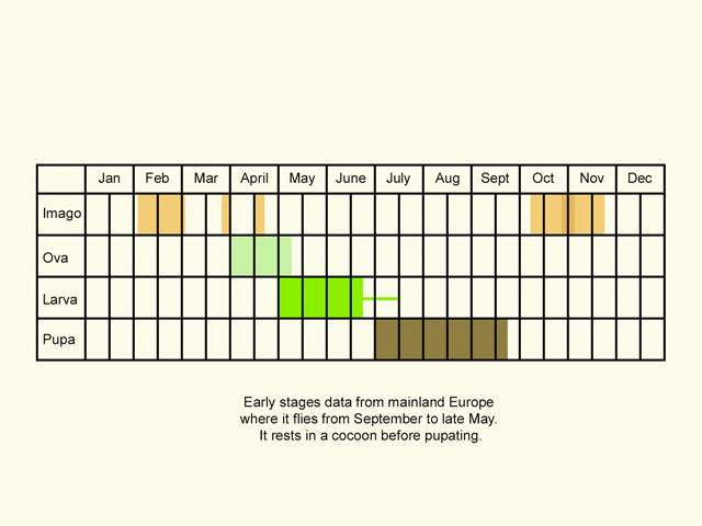  Life stages table Copyright Martin Evans 