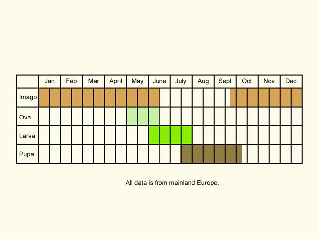  Life stages table Copyright Martin Evans 